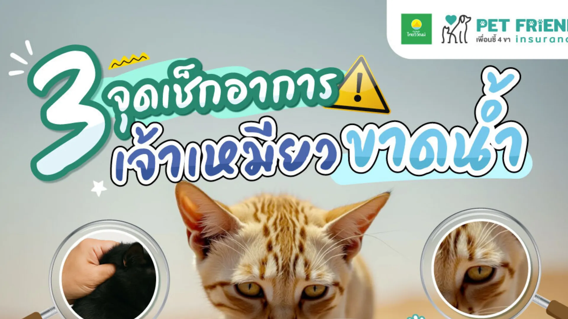 แมวขาดน้ำดูอย่างไร? 3 จุดเช็กง่ายและสัญญาณที่ควรพบสัตวแพทย์